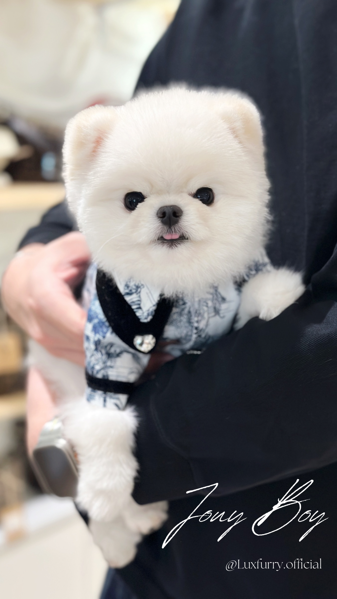 Jouy Boy(Coat+Leash) - Luxfurry